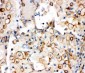Anti-Integrin Alpha 1 Antibody